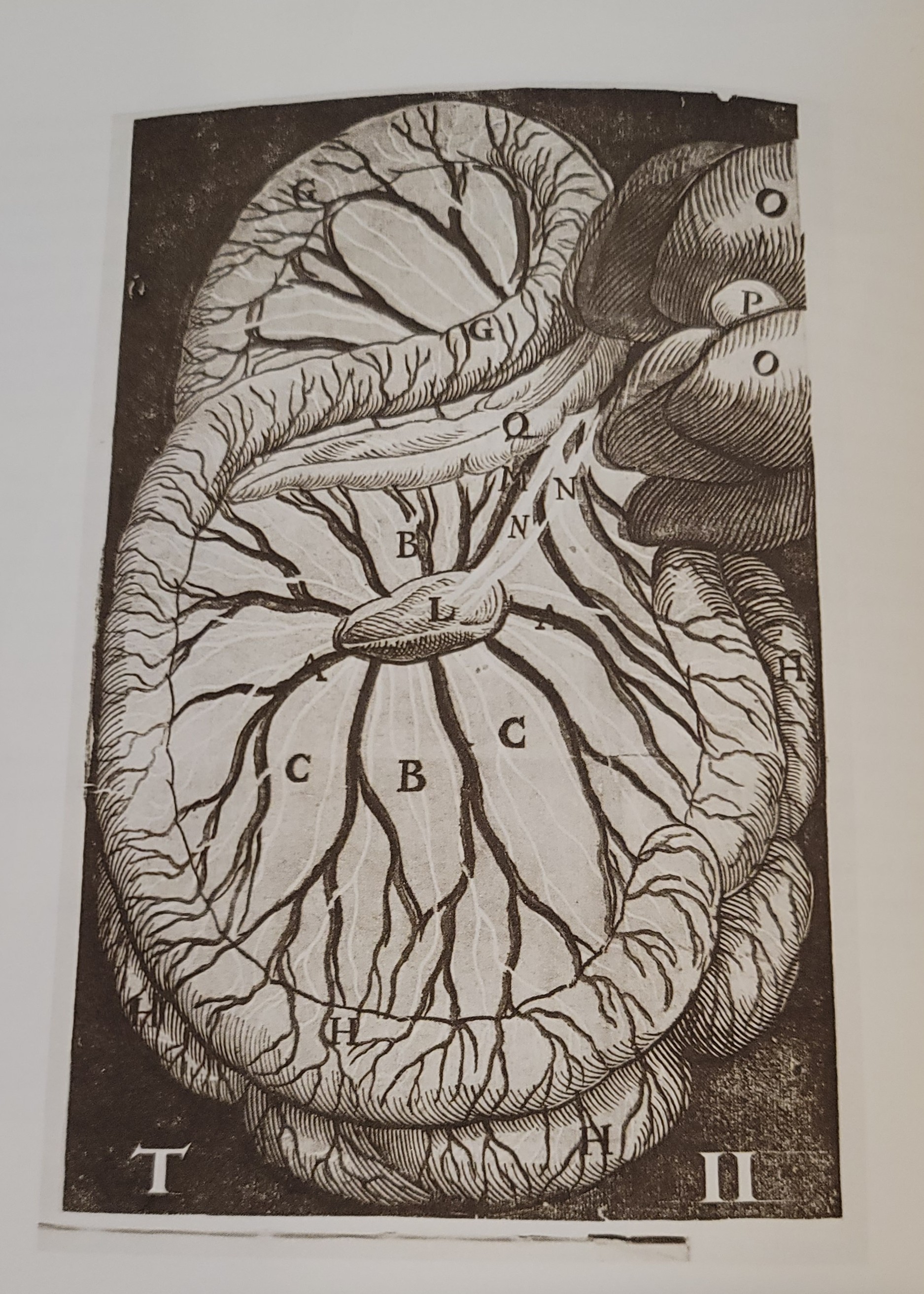 De Lactibus Sive Lacteis Venis | 1627 De Lactibus Sive Lacteis Venis