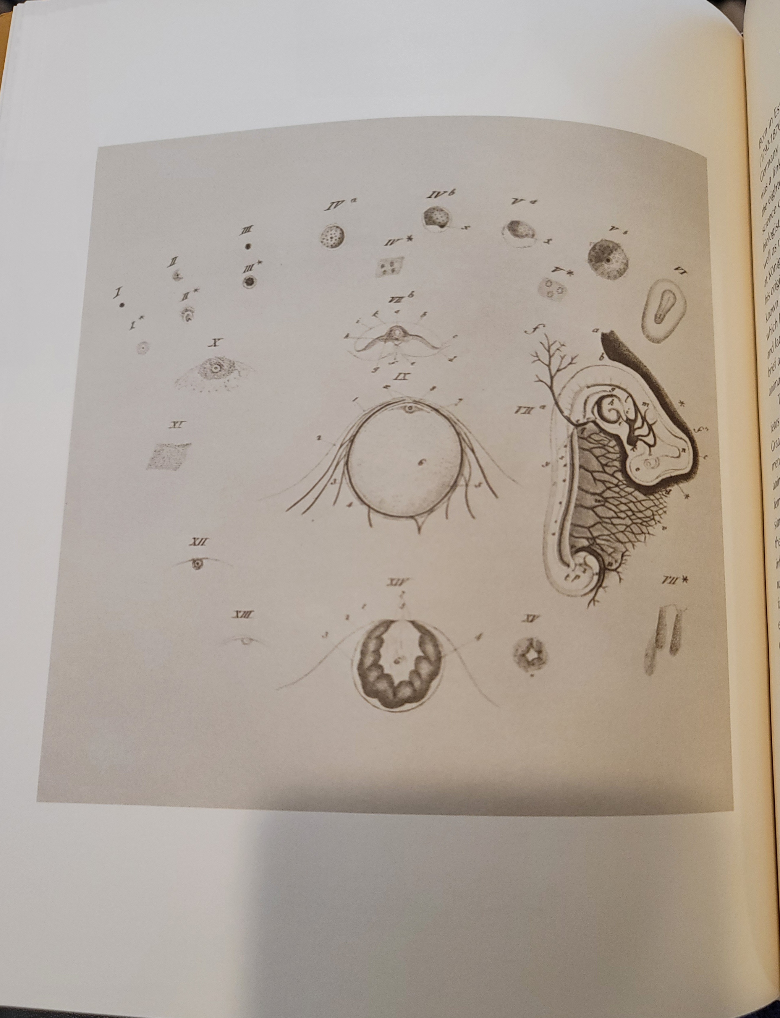 De ovi mammalium et hominis genesi : epistolam ad Academiam Imperialem Scientiarum Petropolitanam | 1827 De ovi mammalium et hominis genesi : epistolam ad Academiam Imperialem Scientiarum Petropolitanam