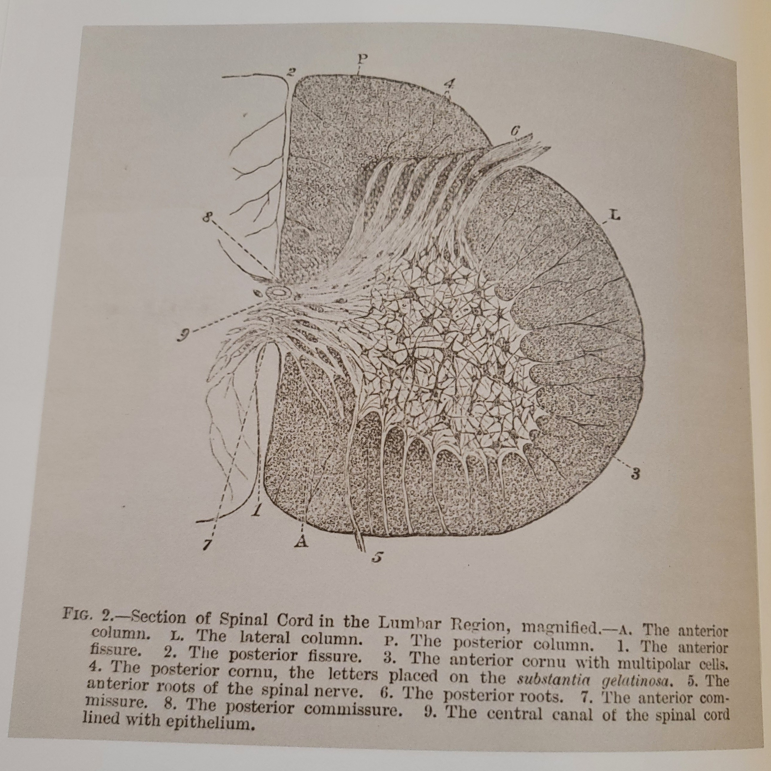 The Functions of the Brain | 1876 The Functions of the Brain