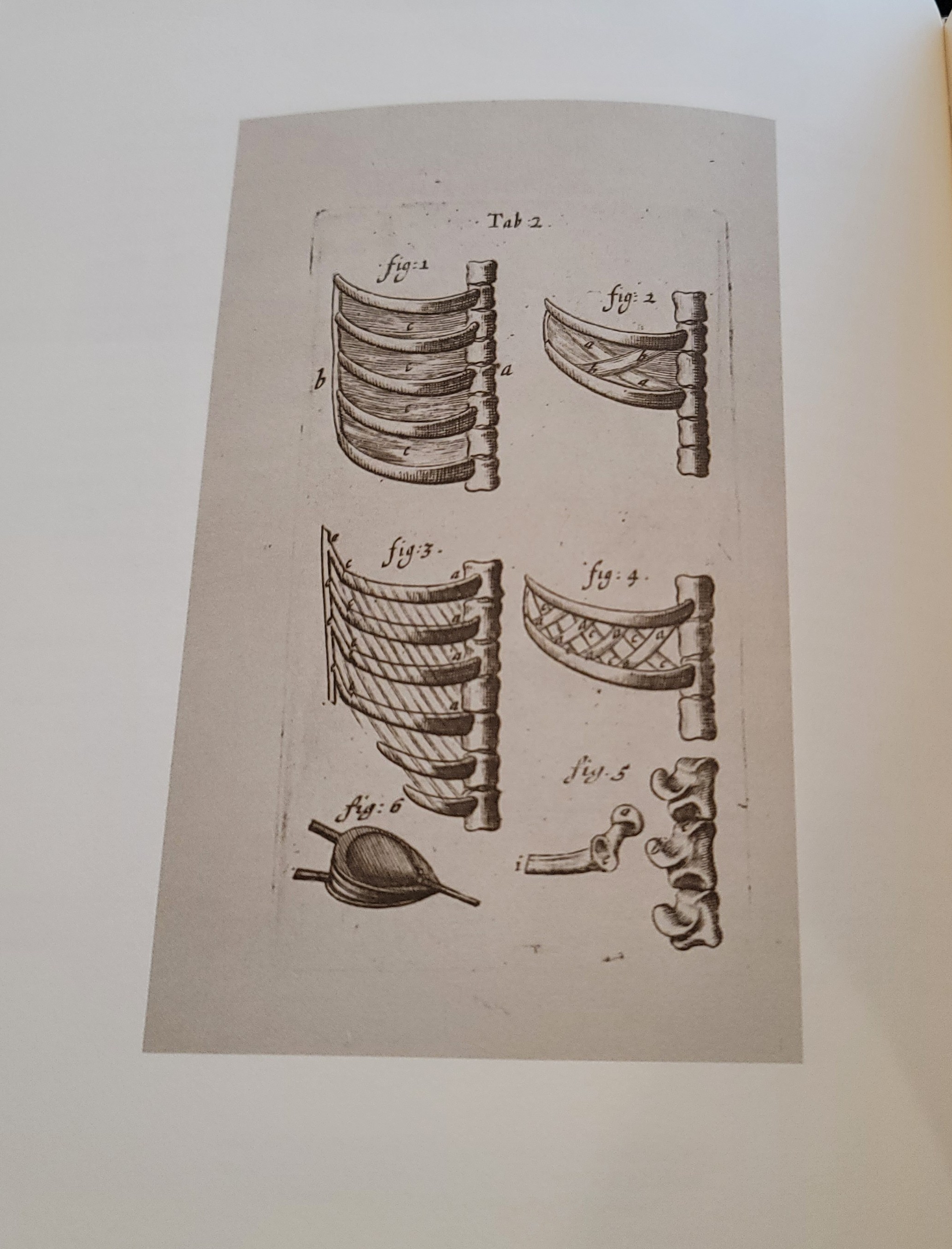 Tractatus quinque medico-physici | 1674 Tractatus quinque medico-physici