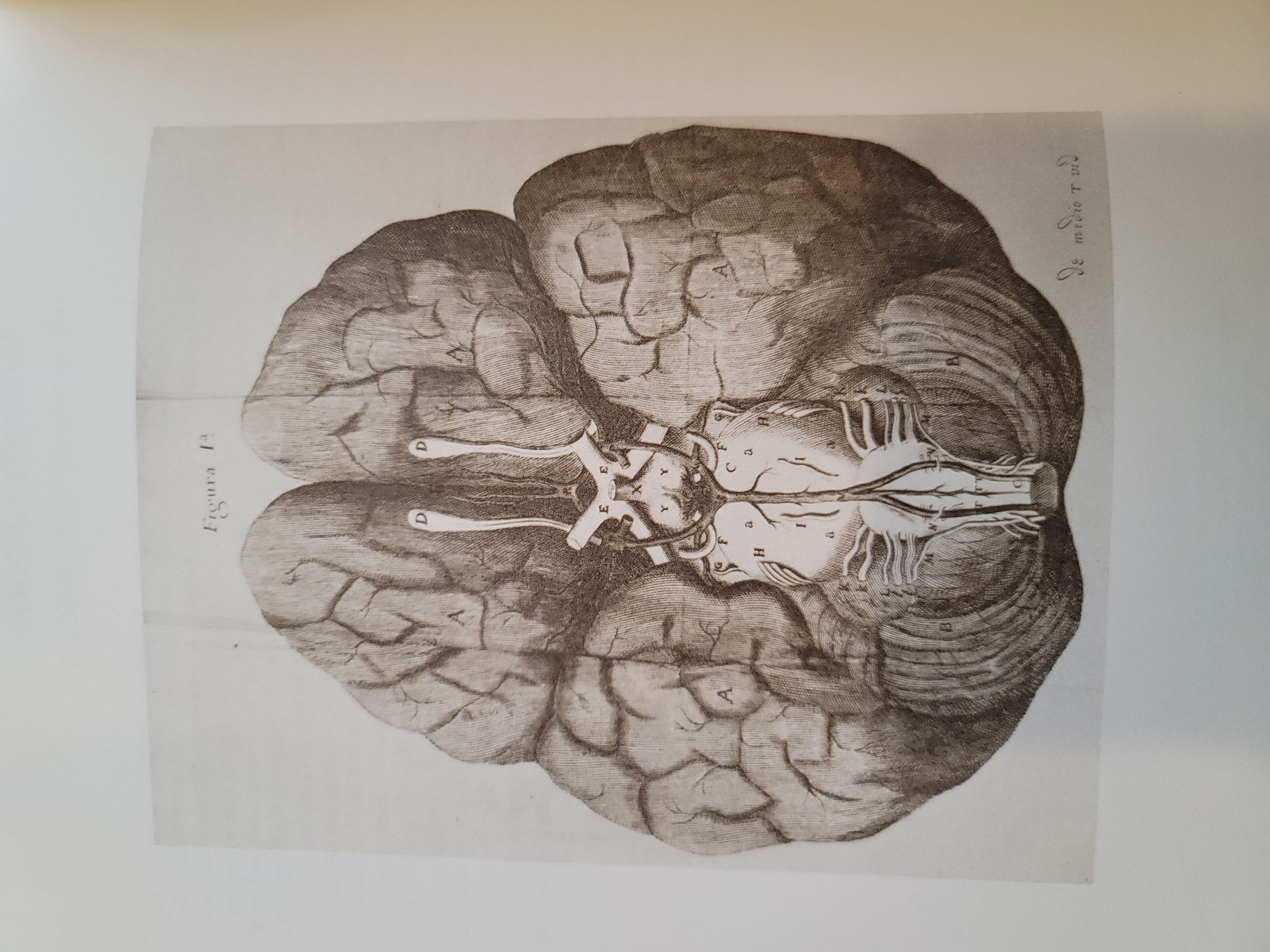 Cerebri Anatome: cui accessit Nervorum Descriptio et Usus | 1664 Cerebri Anatome: cui accessit Nervorum Descriptio et Usus